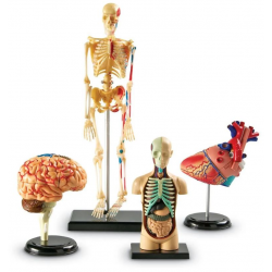 Ensemble de modèles d'affichage d'anatomie