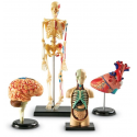 Ensemble de modèles d'affichage d'anatomie